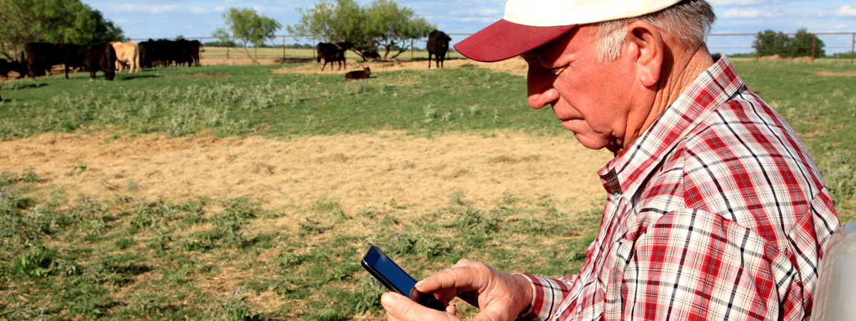 Picture-Ag tools-Man in a farm dialign a cellphone on a farm with cows